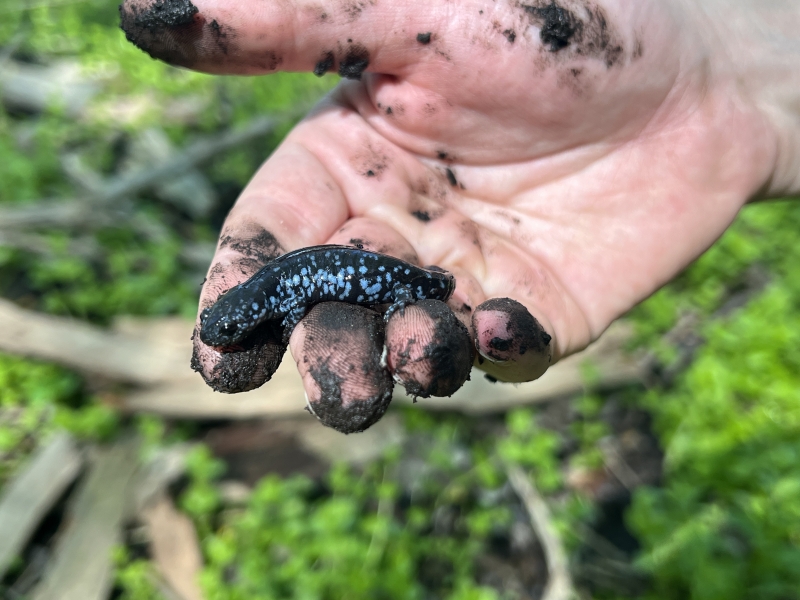 Guided Herpetology Hike