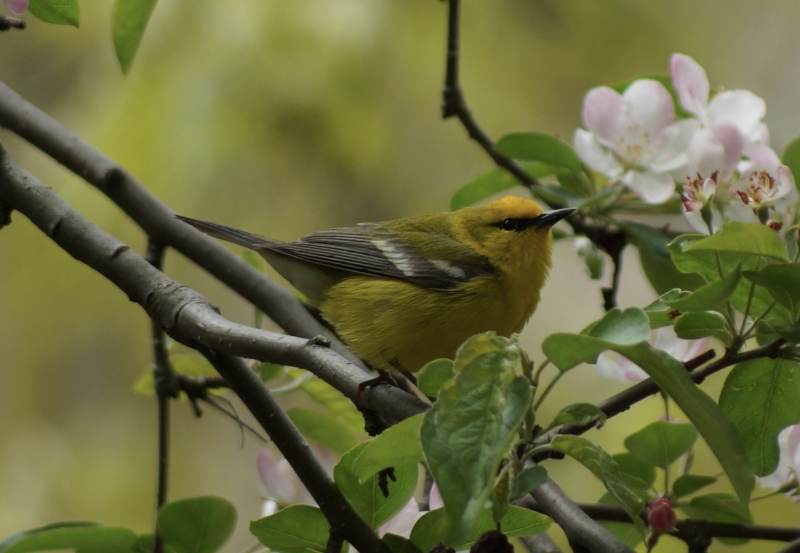 Warbler Wednesday
