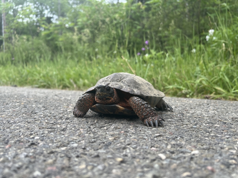 Guided Herpetology Hike