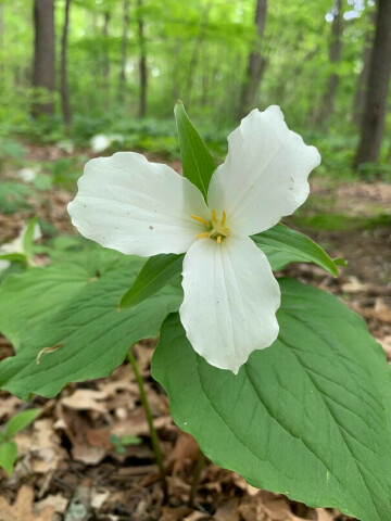 Adult Wildflower Phenology Hike
