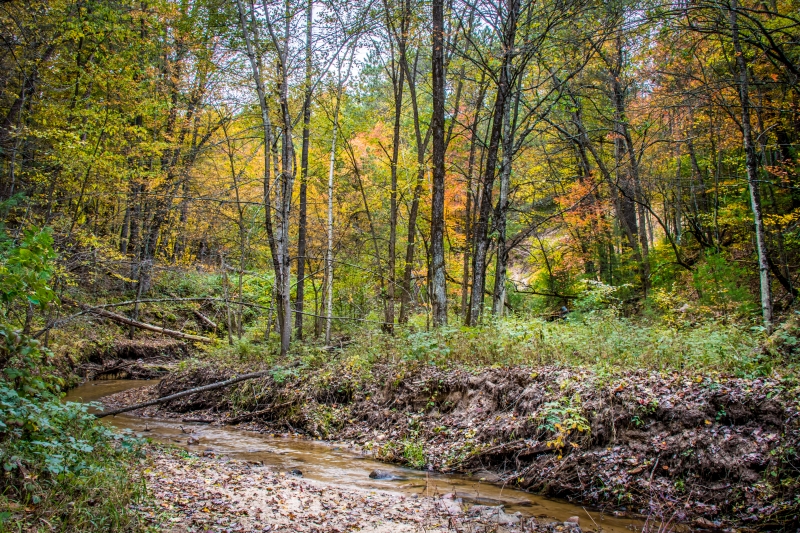 Strolling Through the Stream