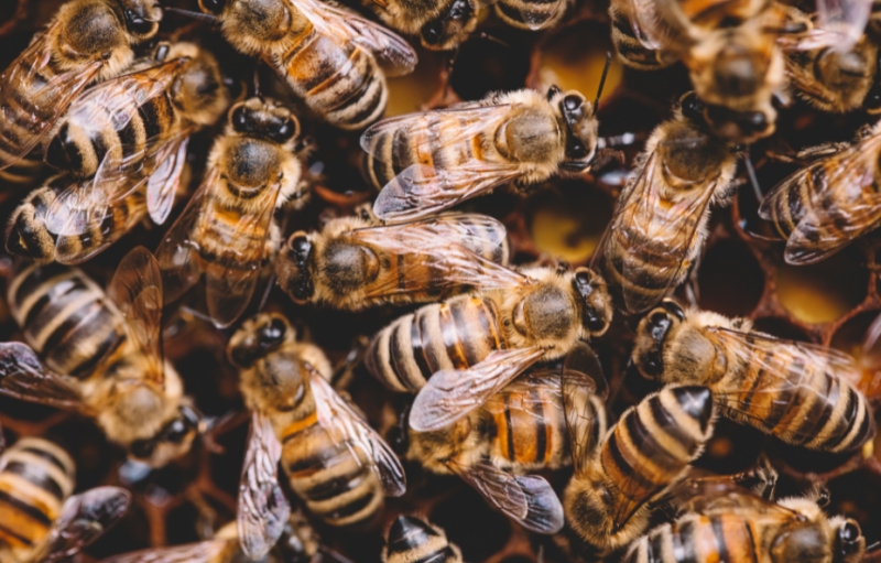 Beekeeping 103