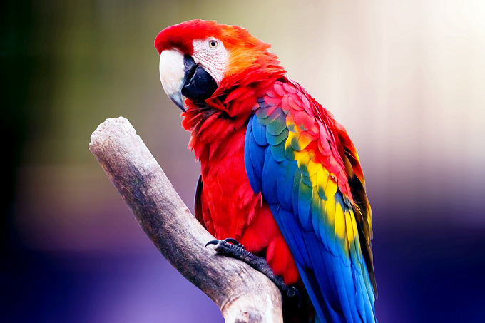 Exotic Pet Surrender