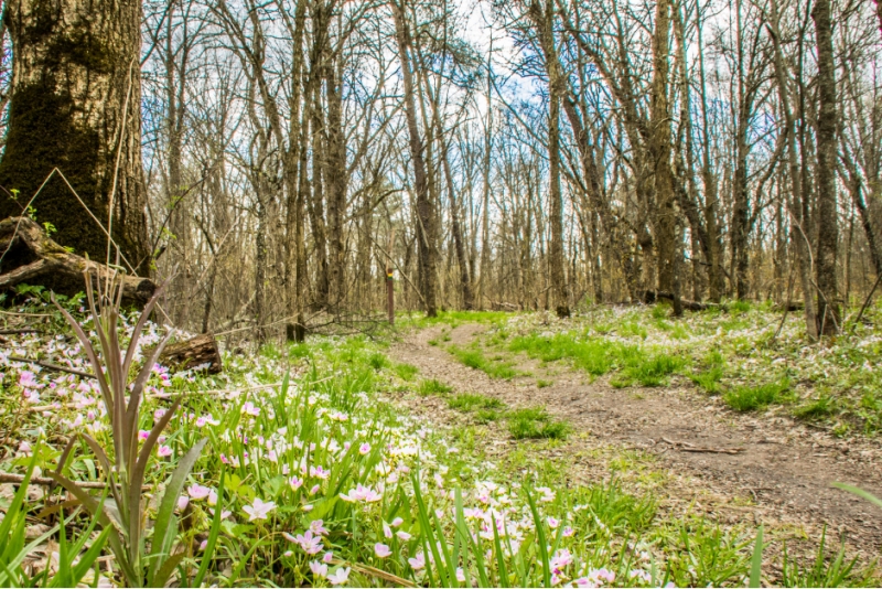 Spring Ephemeral Hike