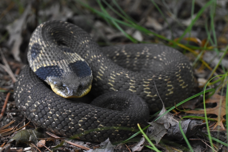 Guided Herpetology Hike
