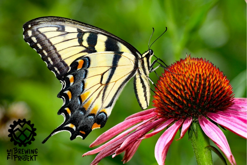 Workshop: Create a Porch Prairie Pot