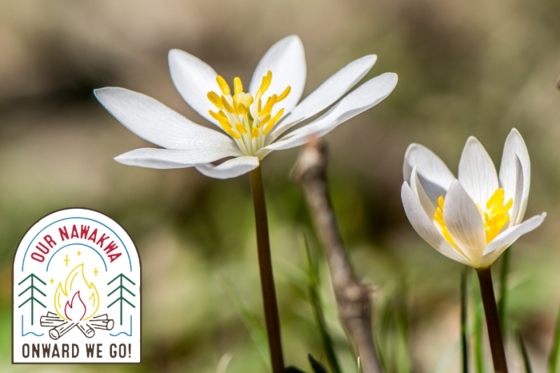 Spring Ephemeral Hike at Our Nawakwa