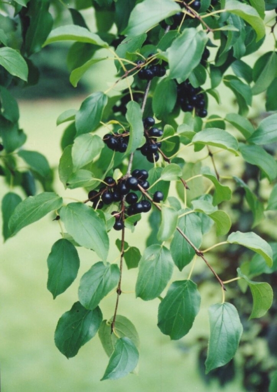Buckthorn ID and Management