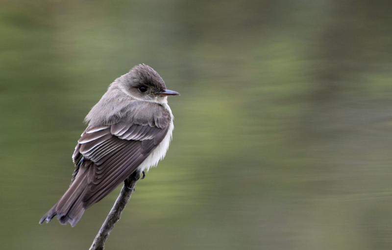 Guided Bird Hike at Carson Park