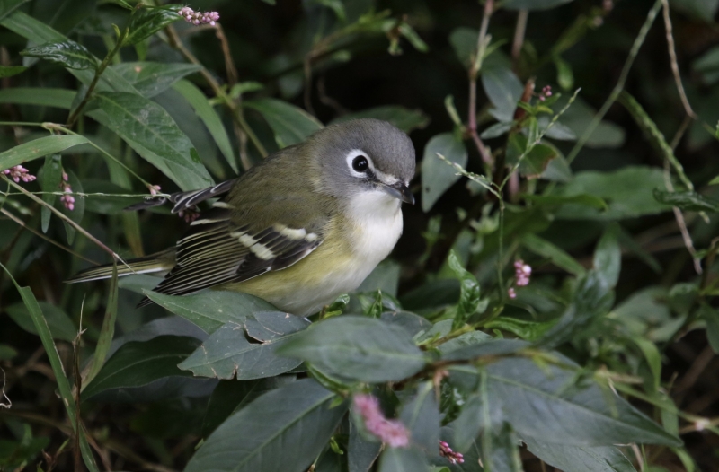 Guided Bird Hike at Carson Park