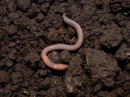 All About Decomposers: Kids Nature Hike