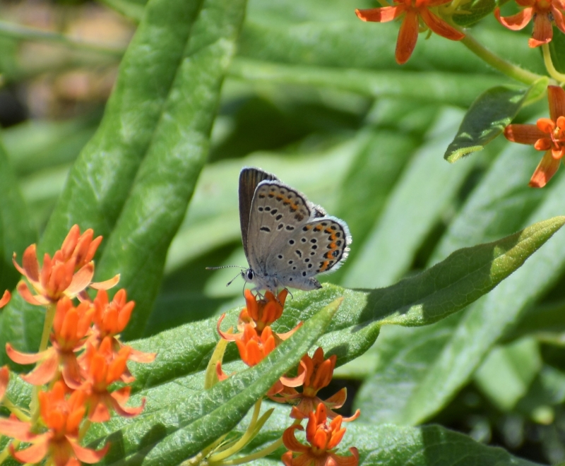 The Karner Blue Butterfly - A General Overview & Population Insights