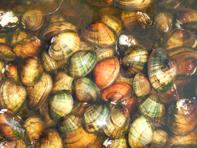 Mussel Minds