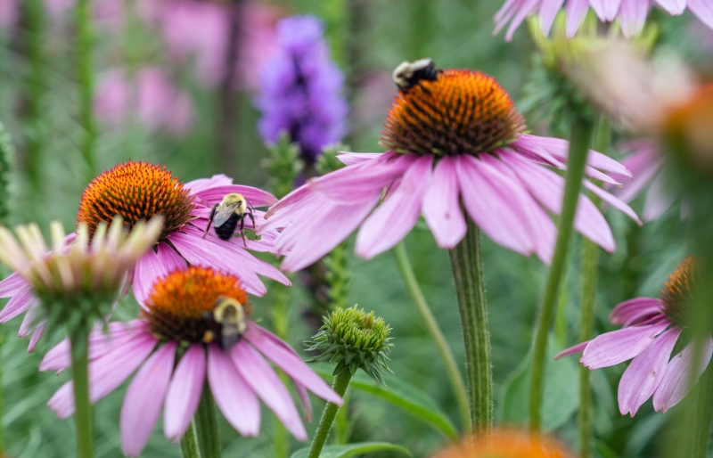 Native Pollinators at Lake Wissota State Park