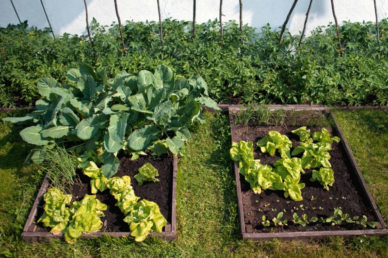 Garden Pests: Introducing Natural Remedies