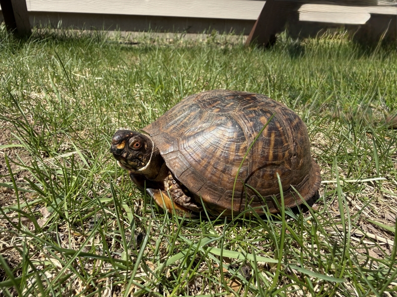 Reptiles at Brunet Island State Park