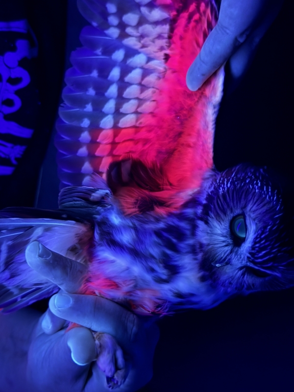 Owls Under the Stars