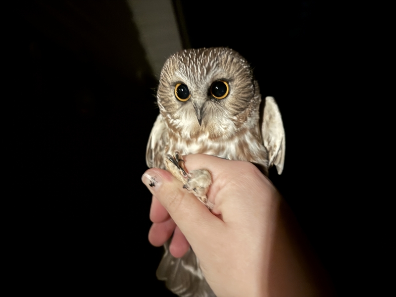 Northern Saw-whet Owl Banding Training