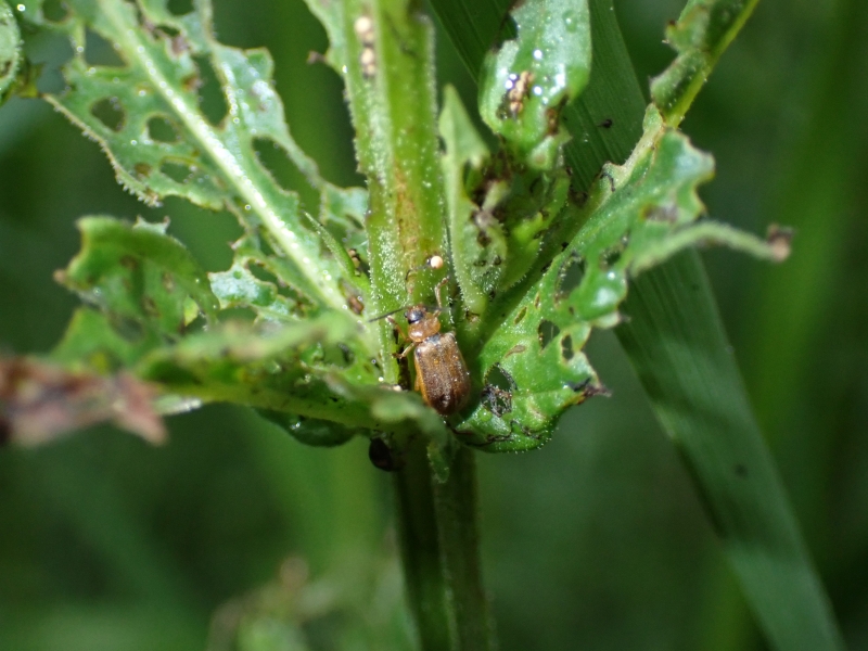 Beetles & Biocontrol