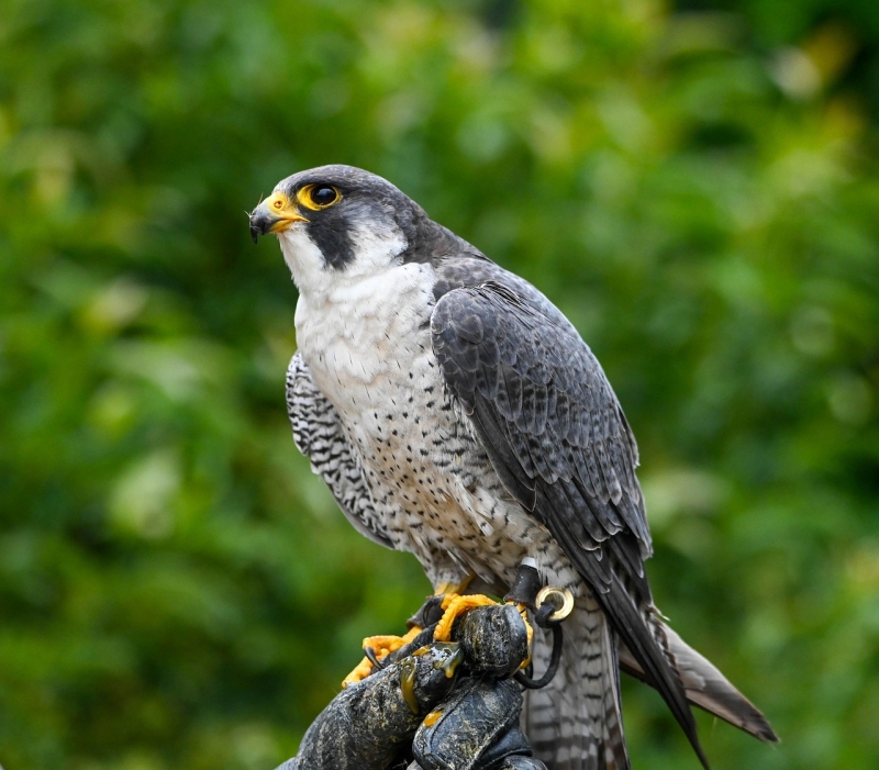 Live Peregrine Falcon Talk