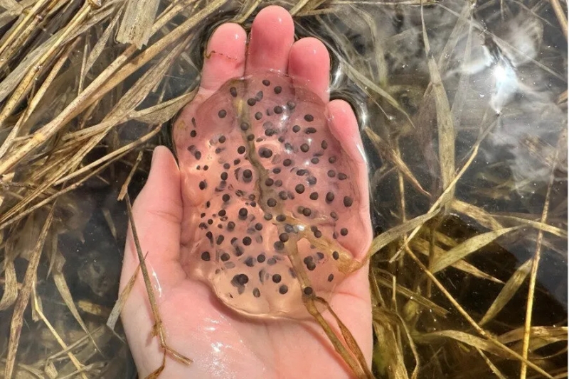 Salamander Survey Volunteer Training