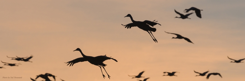 Annual Midwest Crane Count 2026