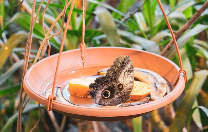 Crafting Butterfly Feeders