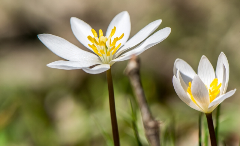 Adult Wildflower Phenology Hike