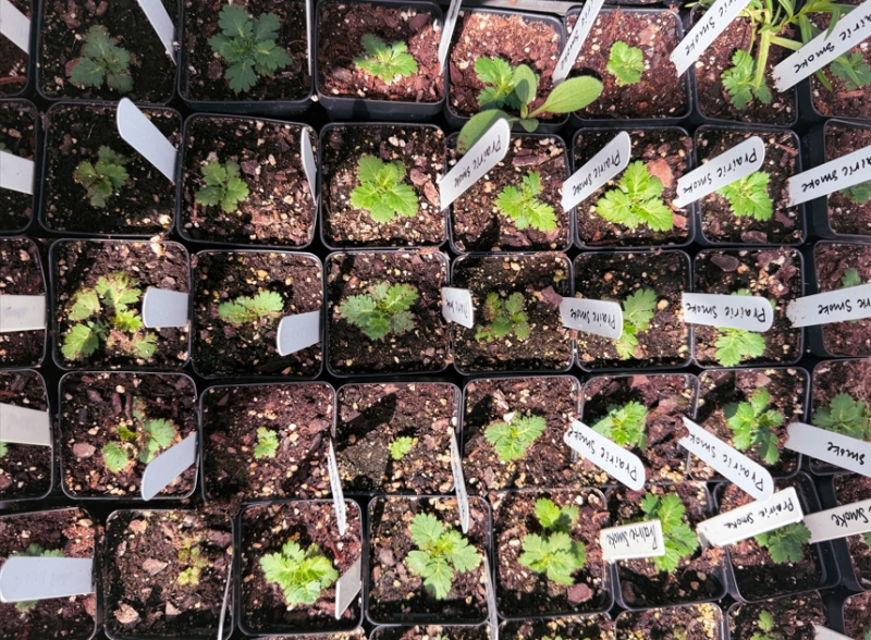 Little Explorers: Plants