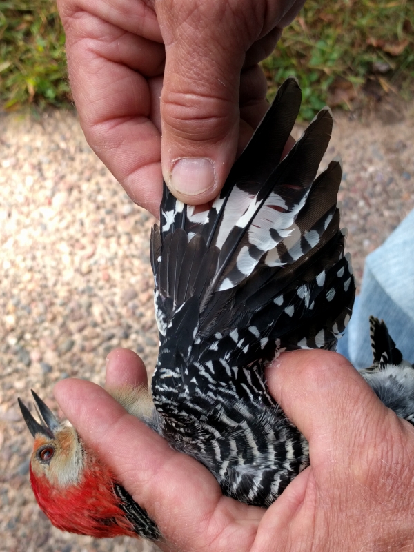 Songbird Bander Training