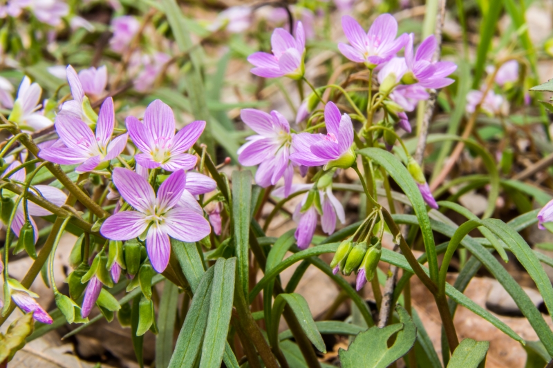 Adult Wildflower Phenology Hike
