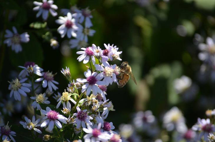Native Pollinators at Brunet Island State Park
