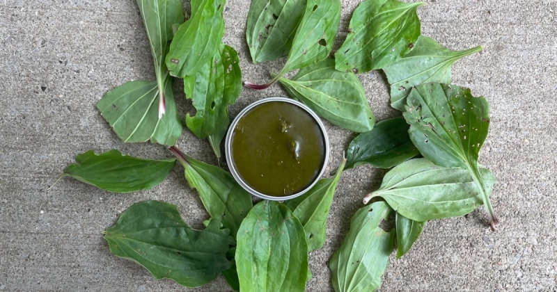 DIY Herbalism: Plantain Healing Salve