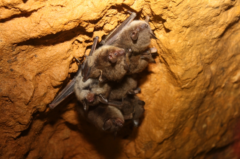 Bat Trivia