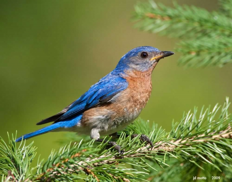 Bluebird Restoration Project
