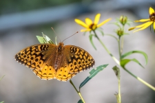 Fritillary Butterfly