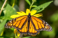 Monarch Butterfly