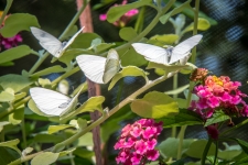 Cabbage White Butterflies
