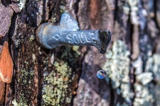 Maple Tapping