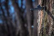Maple Tapping