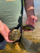 AIS Mussel Monitoring