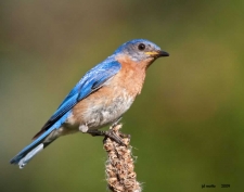 Bluebird Restoration Project