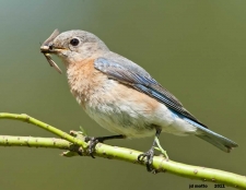 Bluebird Restoration Project