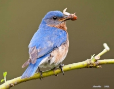 Bluebird Restoration Project