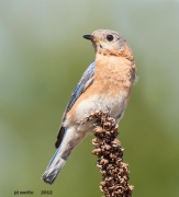 Bluebird Restoration Project