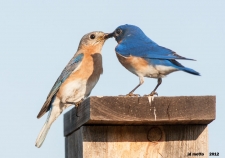 Bluebird Restoration Project