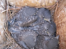 Bluebird Restoration Project