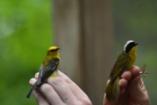 Bird Banding