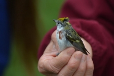 Bird Banding