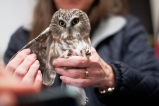 Bird Banding